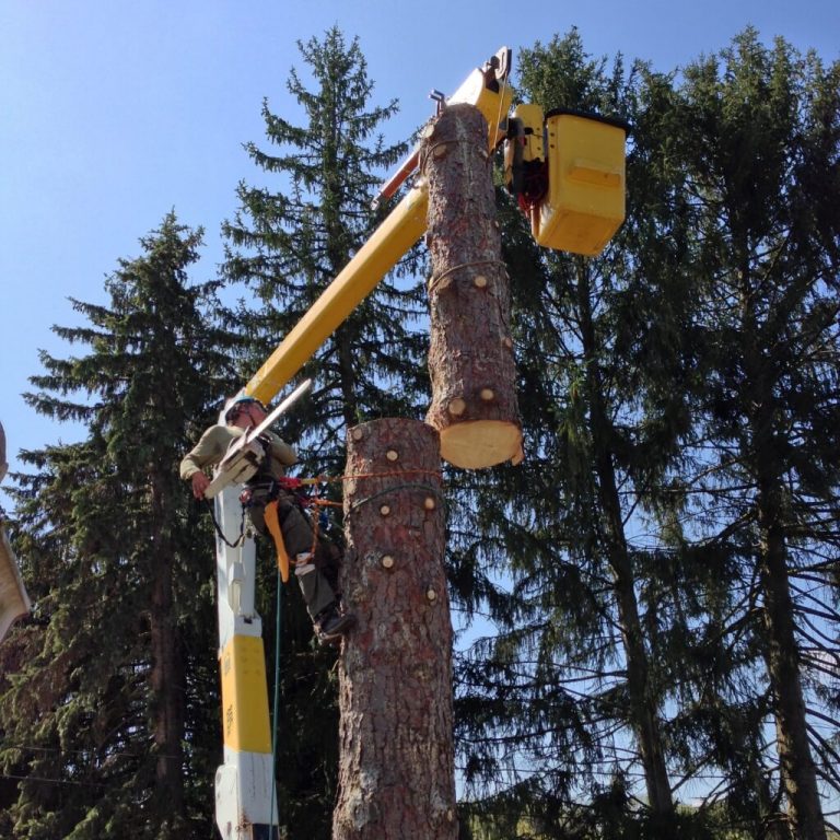 Tree Cutting & Removal Equipment Arboriculture Services All Perfect