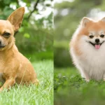 Pomeranian vs Chihuahua