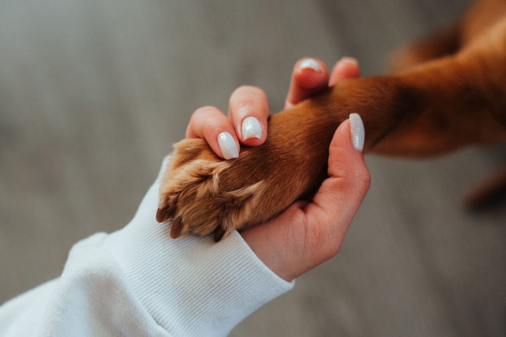 Paw Balm Stick