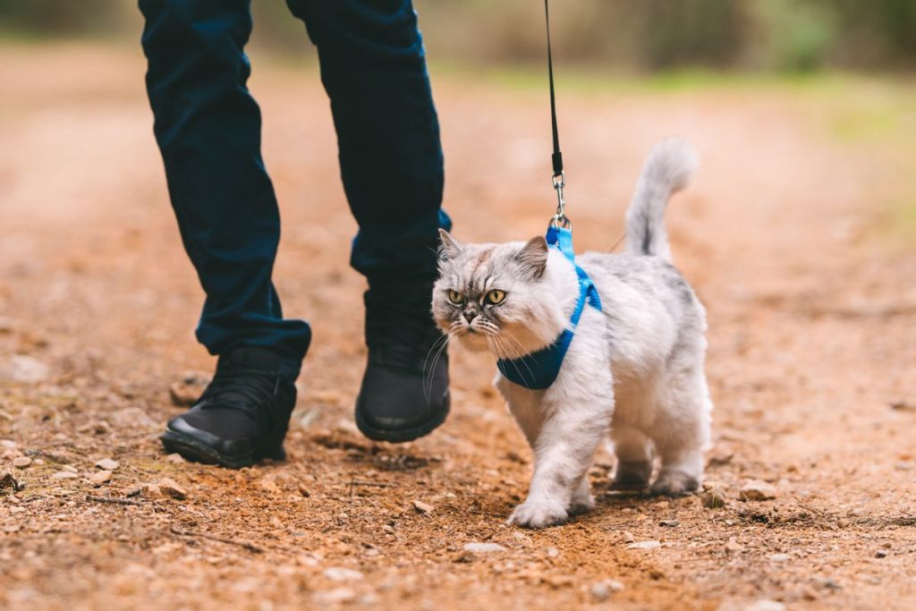 Cat Harness