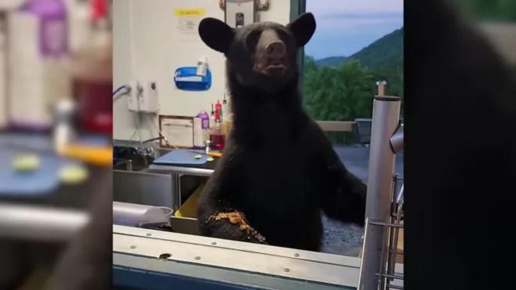 black-bear-gatlinburg-concession-stand