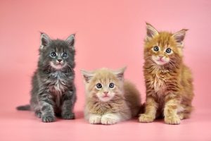 Maine Coon kitten food