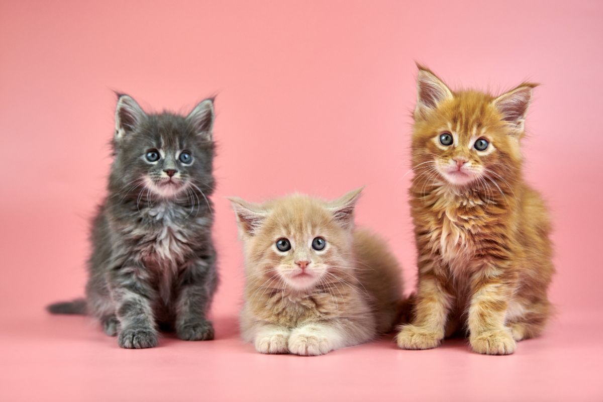 Maine Coon kitten food