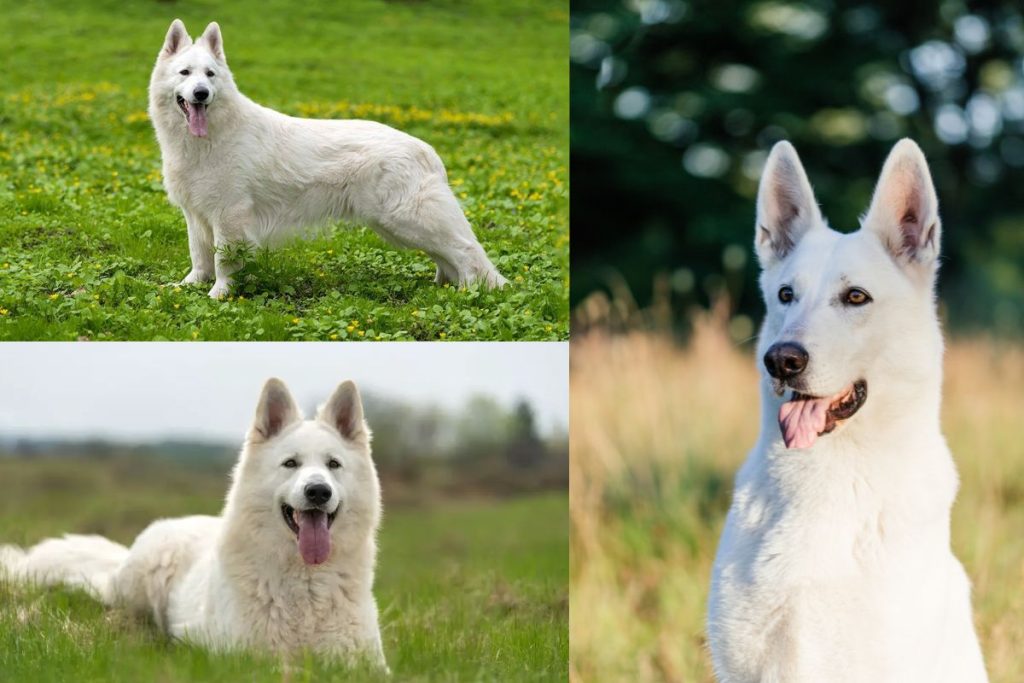 White German Shepherd