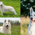 White German Shepherd