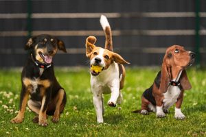 Wireless Fence for Small Dogs