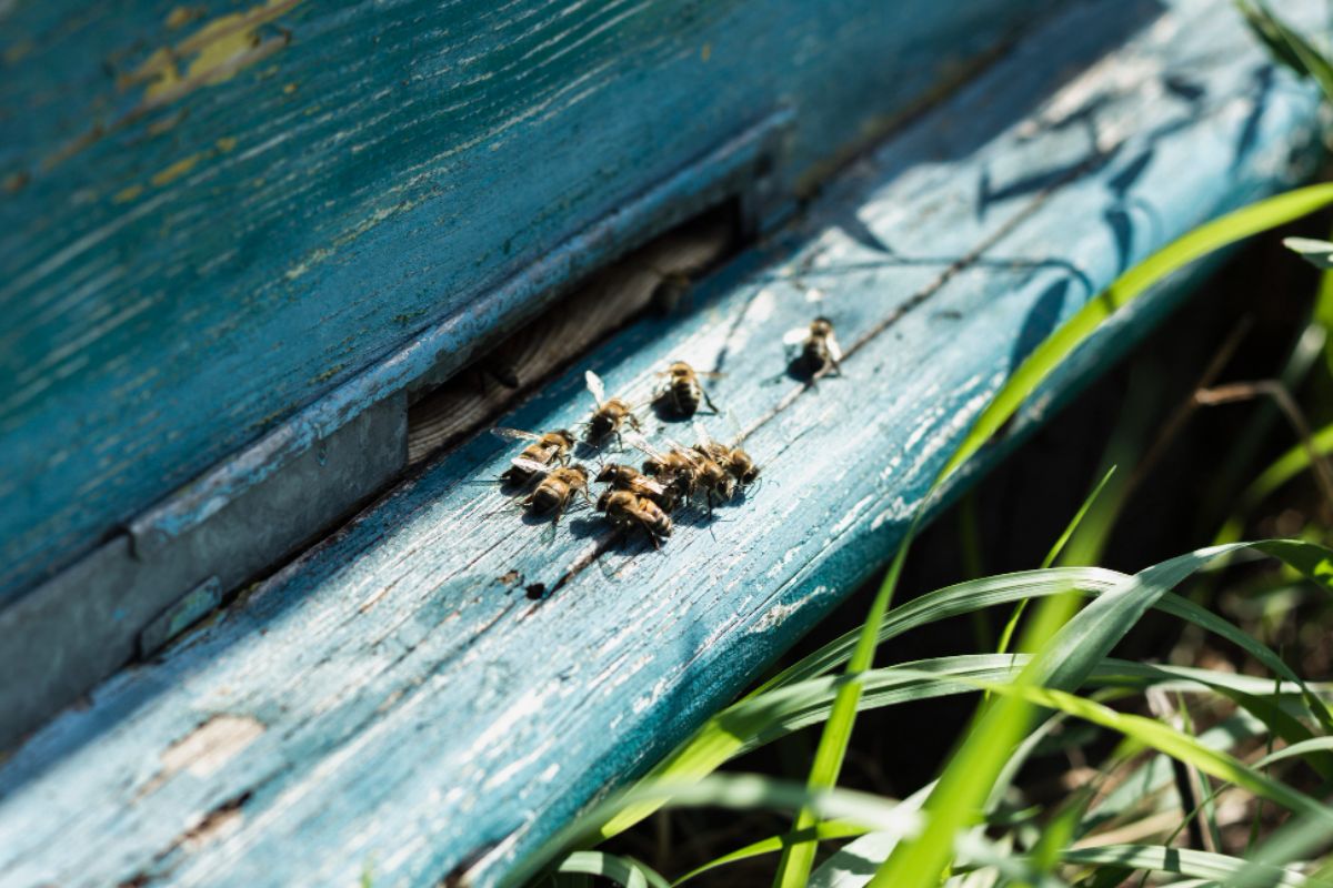 Bunch of bees in home garden