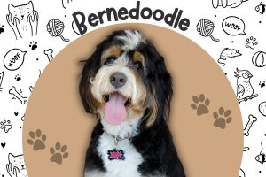 Bernedoodle