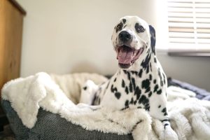 Pet Beds