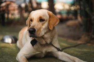 English Labrador Retriever