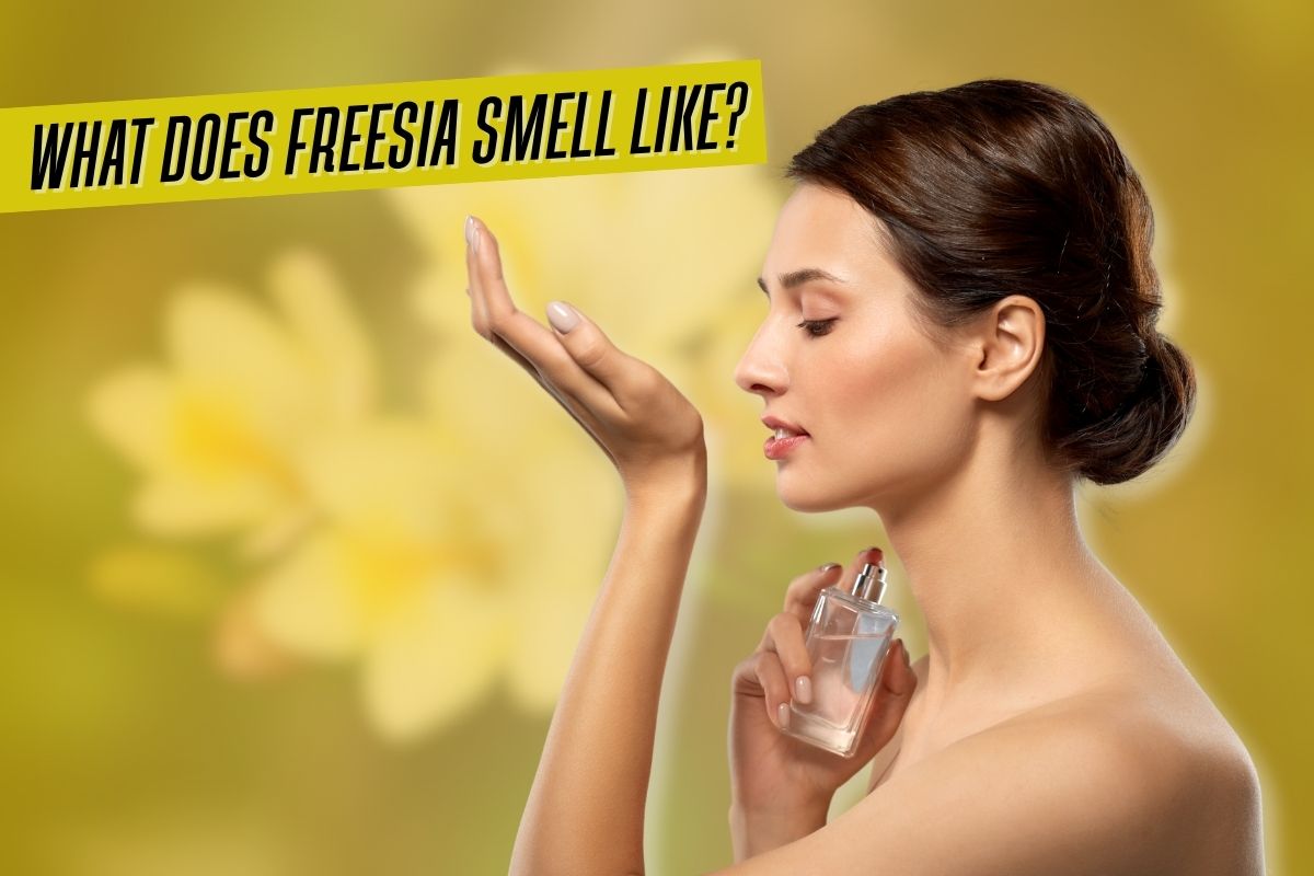 What Does Freesia Smell Like