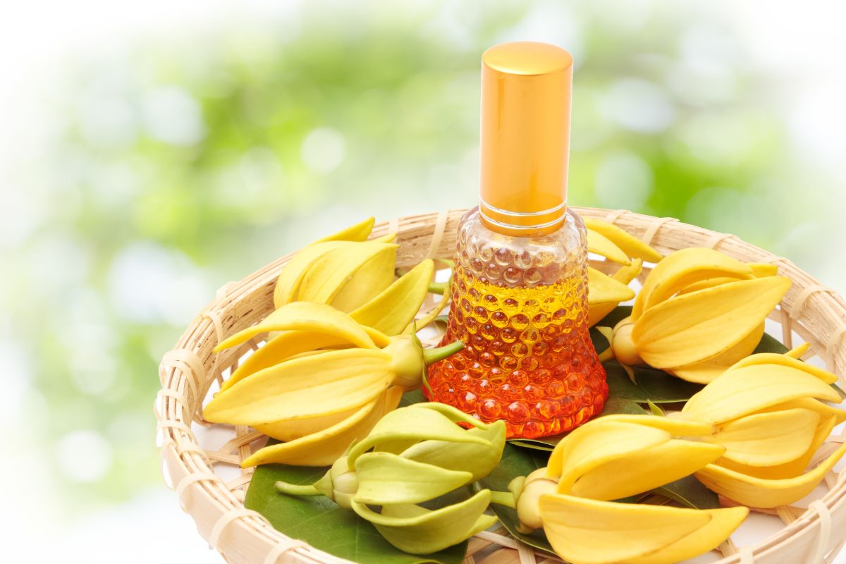 Ylang-ylang and